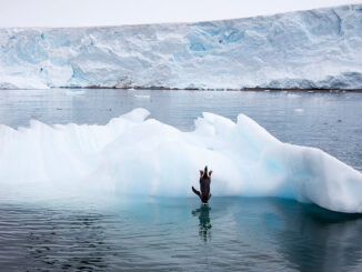 Holger Leue hält den richtigen Moment fest: Ein Zügelpinguin springt von einem Eisberg; Foto: Holger Leue