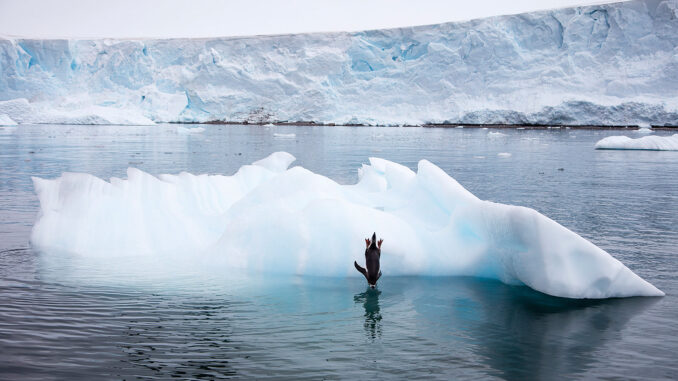 Holger Leue hält den richtigen Moment fest: Ein Zügelpinguin springt von einem Eisberg; Foto: Holger Leue