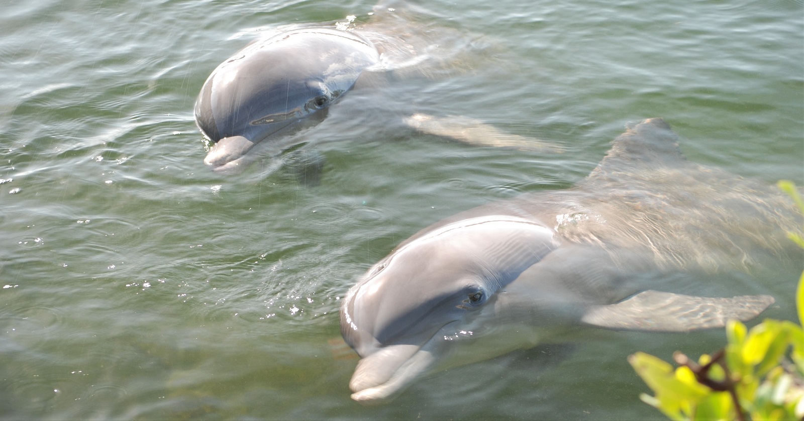 K-Dolphin Research Center – Grassy Key